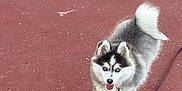 Assya a rejoint le concours — aidez-le/la à gagner de superbes lots ! dog, puppy, siberian_husky, blue_eyes, fur, leash, walking, outdoor, pavement, playful, canine, pet, young, animal, happy, fluffy, tail, ears, tongue, cute