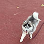dog, puppy, siberian_husky, blue_eyes, fur, leash, walking, outdoor, pavement, playful, canine, pet, young, animal, happy, fluffy, tail, ears, tongue, cute