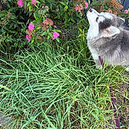 Assya participe au concours pour gagner de l'argent avec cette photo : dog, puppy, leash, grass, flowers, pink_flowers, bush, greenery, outdoor, nature, pet, canine, fur, sniffing, side_view, garden, plants, leafy, curious, daylight