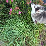 dog, puppy, leash, grass, flowers, pink_flowers, bush, greenery, outdoor, nature, pet, canine, fur, sniffing, side_view, garden, plants, leafy, curious, daylight