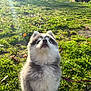 puppy, dog, husky, fluffy, grass, sunlight, outdoor, nature, pet, cute, young, animal, leash, greenery, daylight, fur, sitting, looking_up, playful, adorable