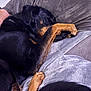 Raven participe au concours pour gagner de l'argent avec cette photo : dog, sleeping, couch, paw, black_fur, tan_fur, pet, indoor, resting, cozy, fur, animal, canine, blanket, home, relaxing, cute, nap, furniture, domestic