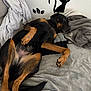 dog, lying_down, blanket, couch, indoor, relaxed, pet, fur, sleepy, cozy, black_and_tan, tail, paw, wall_decal, cat_decal, soft_texture, home, resting, animal, comfortable