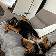 Raven participe au concours pour gagner de l'argent avec cette photo : dog, couch, indoor, relaxed, pet, canine, fur, sleeping, paw, black, brown, living_room, blanket, comfortable, domestic_animal, house, resting, animal, cozy, fur_texture