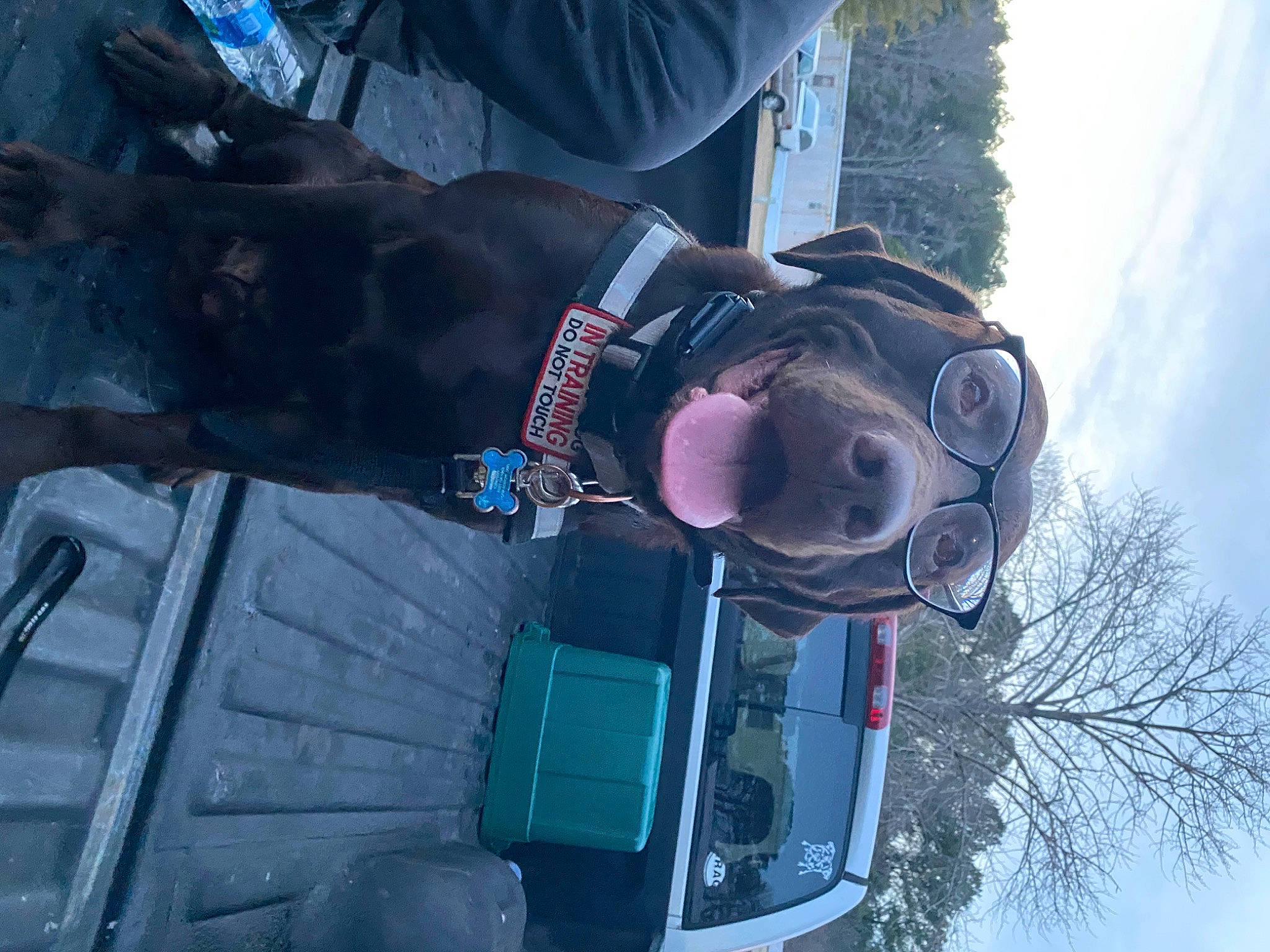 Max joined the competition — help win amazing prizes! auto_part, automotive_exterior, automotive_lighting, automotive_tire, blue, car, carnivore, cloud, collar, dog, dog_breed, motor_vehicle, sky, tire, tree, vehicle, vehicle_door, vehicle_registration_plate, wheel, window