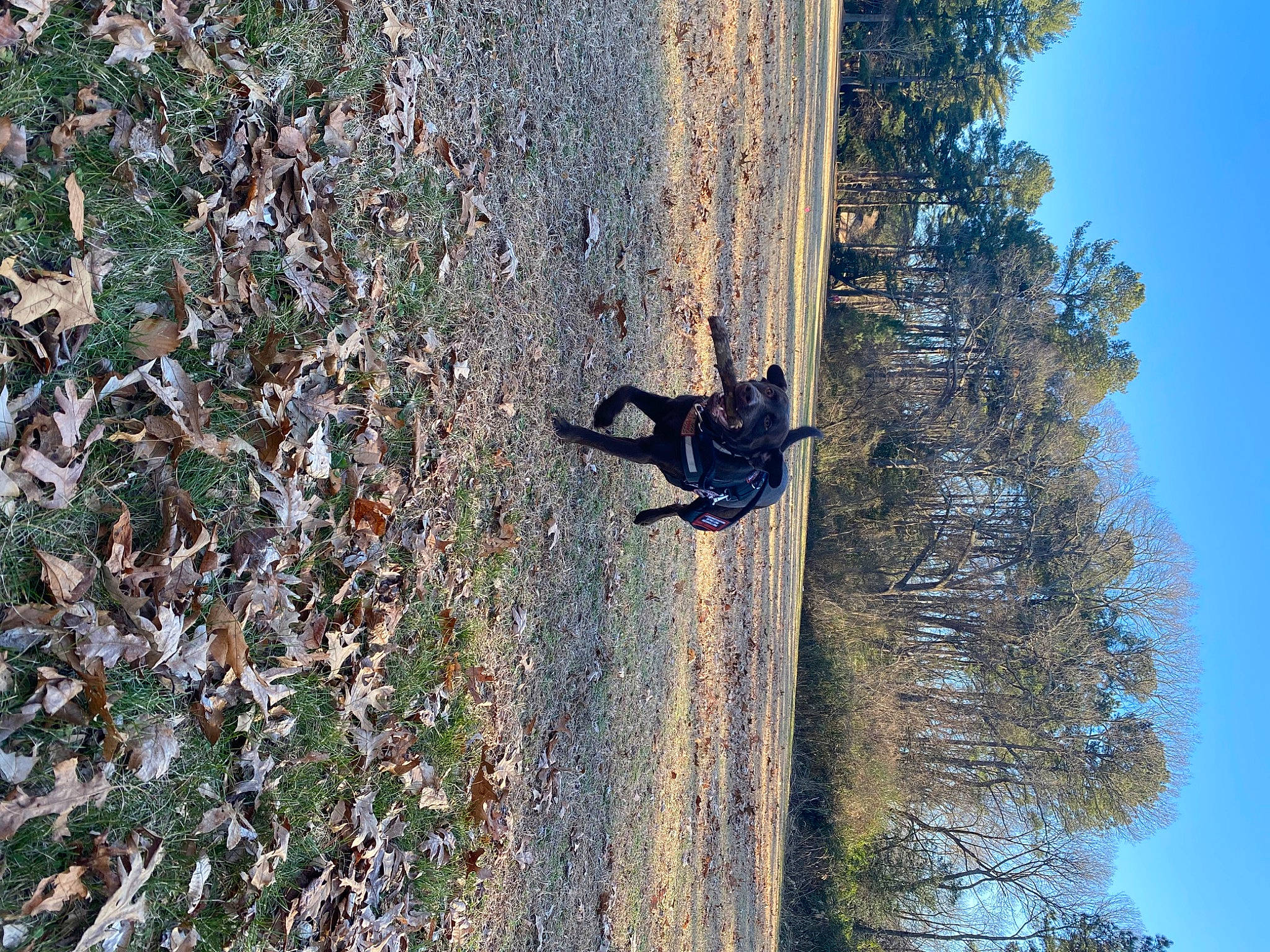 Max is registered to the contest to win money with this photo: biome, branch, extreme_sport, forest, grass, landscape, nature_reserve, people_in_nature, plant, recreation, reflection, rock, shadow, sky, soil, tints_and_shades, tree, trunk, twig, wood