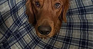 Bear joined the competition — help win amazing prizes! dog, golden_retriever, cone, fabric, plaid, blue, white, pet, animal, face, ears, eyes, nose, indoor, closeup, portrait, curious, sad, looking, canine