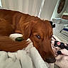 Bear is registered to the contest to win money with this photo: dog, blanket, resting, cozy, indoor, furniture, towels, brown, fur, pet, home, relaxed, soft, comfort, sleepy, animal, couch, close_up, warm, domestic