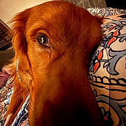 Bear is registered to the contest to win money with this photo: dog, golden_retriever, close_up, face, fur, eye, bed, blanket, patterned, indoor, warm_lighting, resting, pet, animal, canine, cozy, comfort, cute, domestic, portrait