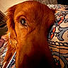 dog, golden_retriever, close_up, face, fur, eye, bed, blanket, patterned, indoor, warm_lighting, resting, pet, animal, canine, cozy, comfort, cute, domestic, portrait