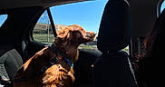 Bear is registered to the contest to win money with this photo: blue_sky, canine, car_interior, collar, daytime, dog, fur, golden_retriever, happy, headrest, leash, motion, outdoor, pet, road_trip, seat, side_view, sunlight, travel, window
