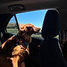 dog, golden_retriever, car_interior, window, sunlight, blue_sky, leash, collar, pet, side_view, travel, road_trip, happy, canine, fur, seat, headrest, daytime, outdoor, motion