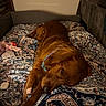 Bear is registered to the contest to win money with this photo: dog, golden_retriever, bed, blanket, patterned, collar, indoor, relaxed, sleepy, pet, fur, canine, resting, cozy, animal, comfort, home, brown, laying, cute