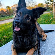 Booska a rejoint le concours — aidez-le/la à gagner de superbes lots ! animal, bench, canine, daytime, dog, ears, fur, grass, happy, leash, nature, outdoor, park, pavement, pet, playful, smile, sunlight, tongue, trees