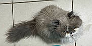 Cloud is registered to the contest to win money with this photo: cat, fluffy, gray_cat, blue_eyes, tile_floor, pajamas, indoor, pet, fur, looking_up, tail, animal, domestic, cute, feline, whiskers, person, foot, floor, cozy