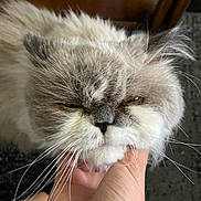 Cloud is registered to the contest to win money with this photo: cat, fluffy, hand, whiskers, closeup, indoor, grumpy, pet, feline, face, fur, animal, domestic, cute, expression, portrait, resting, cozy, soft, eyes