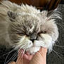 cat, fluffy, hand, whiskers, closeup, indoor, grumpy, pet, feline, face, fur, animal, domestic, cute, expression, portrait, resting, cozy, soft, eyes