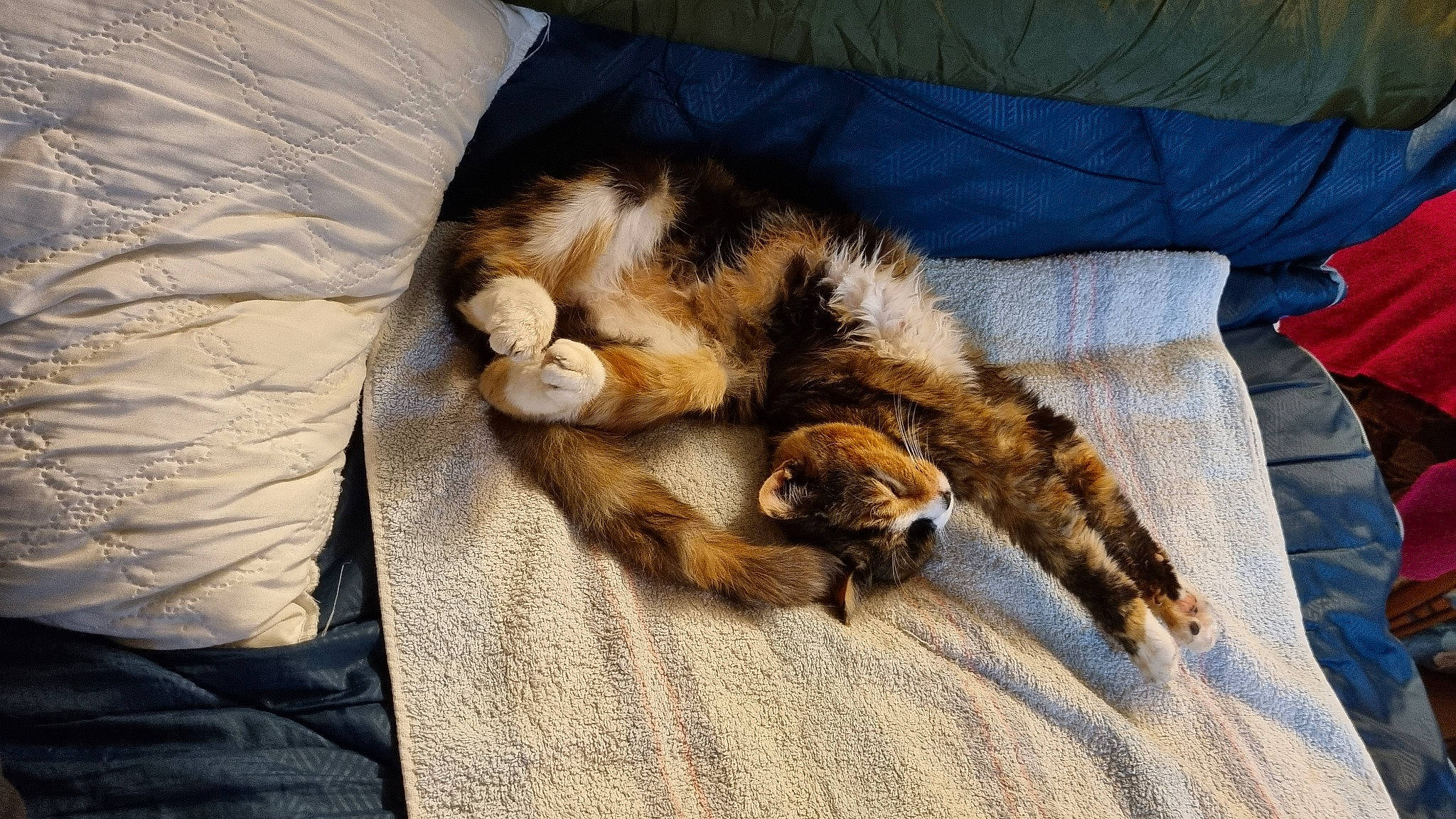 Moumoune a rejoint le concours — aidez-le/la à gagner de superbes lots ! bed, bed_sheet, bedding, blanket, canidae, carnivore, cat, claw, comfort, companion_dog, domestic_short_haired_cat, duvet, felidae, fur, linens, mammal, paw, small_to_medium_sized_cats, tail, whiskers