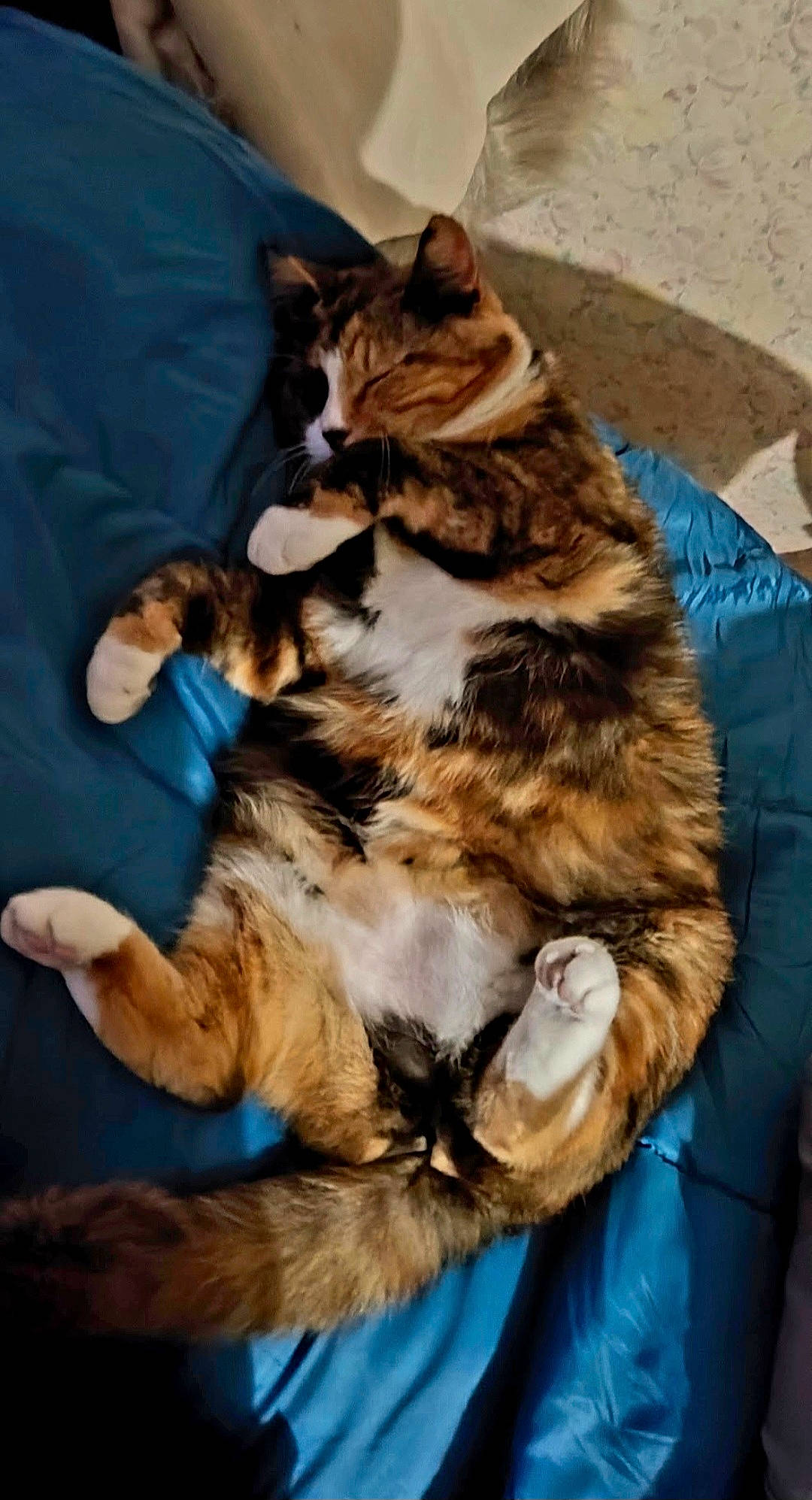 Moumoune a rejoint le concours — aidez-le/la à gagner de superbes lots ! carnivore, cat, claw, comfort, companion_dog, dog_breed, domestic_short_haired_cat, felidae, fur, nap, paw, sitting, small_to_medium_sized_cats, tail, terrestrial_animal, whiskers