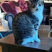 Moxie joined the competition — help win amazing prizes! animal, cat, chair, couch, cozy, cushion, domestic, ears, eyes, feline, fur, home, indoor, living_room, natural_light, pet, tabby, table, whiskers, wood