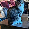animal, cat, chair, couch, cozy, cushion, domestic, ears, eyes, feline, fur, home, indoor, living_room, natural_light, pet, tabby, table, whiskers, wood