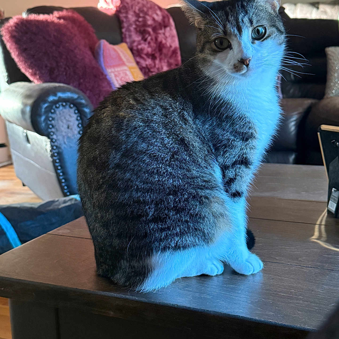 Moxie