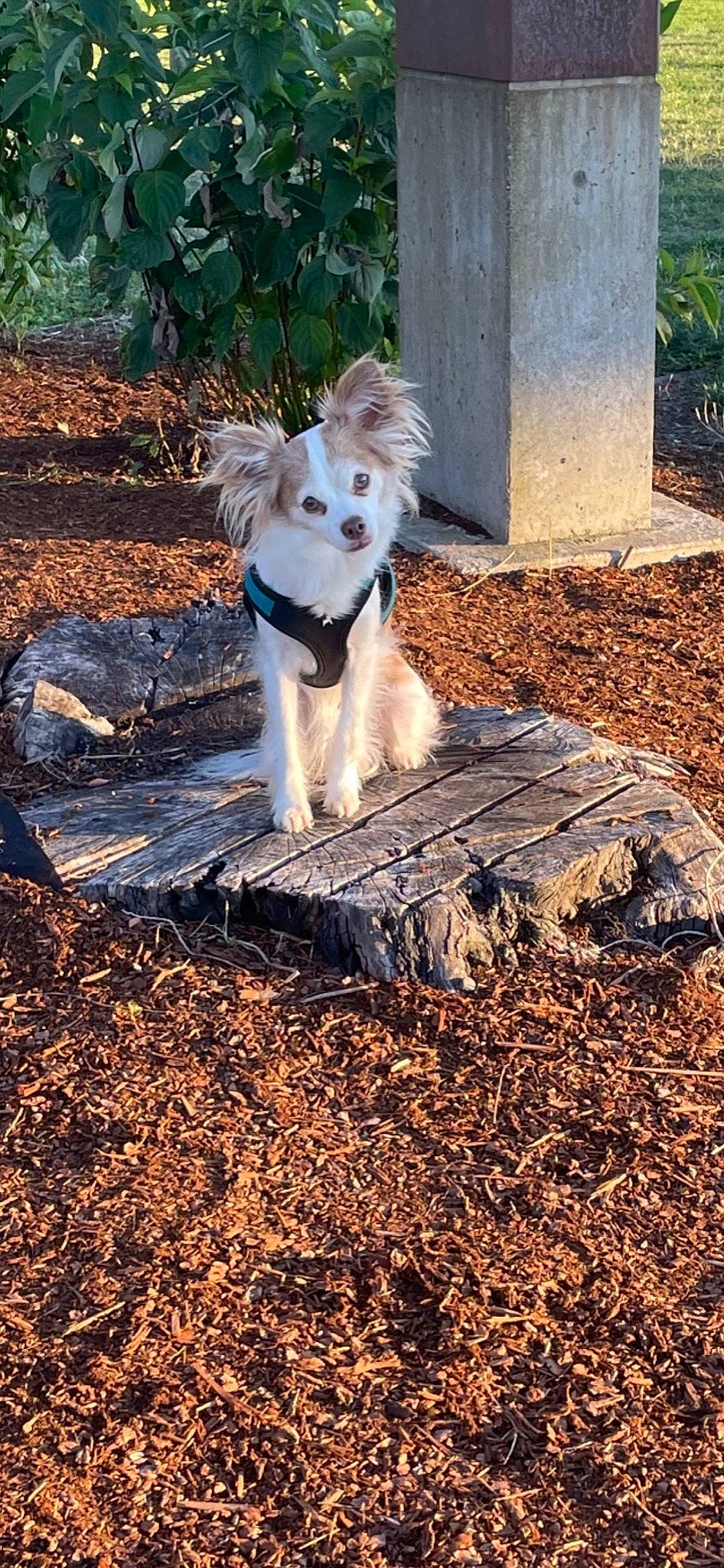 Capone joined the competition — help win amazing prizes! autumn, canidae, carnivore, companion_dog, dog, dog_breed, dog_supply, fawn, grass, plant, shadow, sitting, soil, tail, toy_dog, tree, wood, working_dog