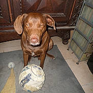 Toubys participe au concours pour gagner de l'argent avec cette photo : dog, indoor, brown_dog, volleyball, worn_ball, mat, floor, cabinet, wooden_furniture, carving, pet, animal, tile_floor, looking_at_camera, sitting, expression, close_up, home, metal_rack, quiet
