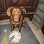 dog, indoor, brown_dog, volleyball, worn_ball, mat, floor, cabinet, wooden_furniture, carving, pet, animal, tile_floor, looking_at_camera, sitting, expression, close_up, home, metal_rack, quiet