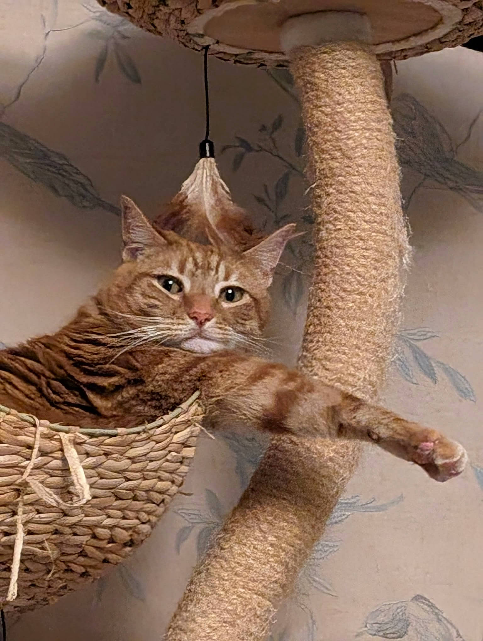 Humbug is registered to the contest to win money with this photo: carnivore, cat, chair, domestic_short_haired_cat, fawn, felidae, fur, natural_material, pattern, sculpture, small_to_medium_sized_cats, snout, tail, terrestrial_animal, tree, twig, whiskers, wildlife, window, wood