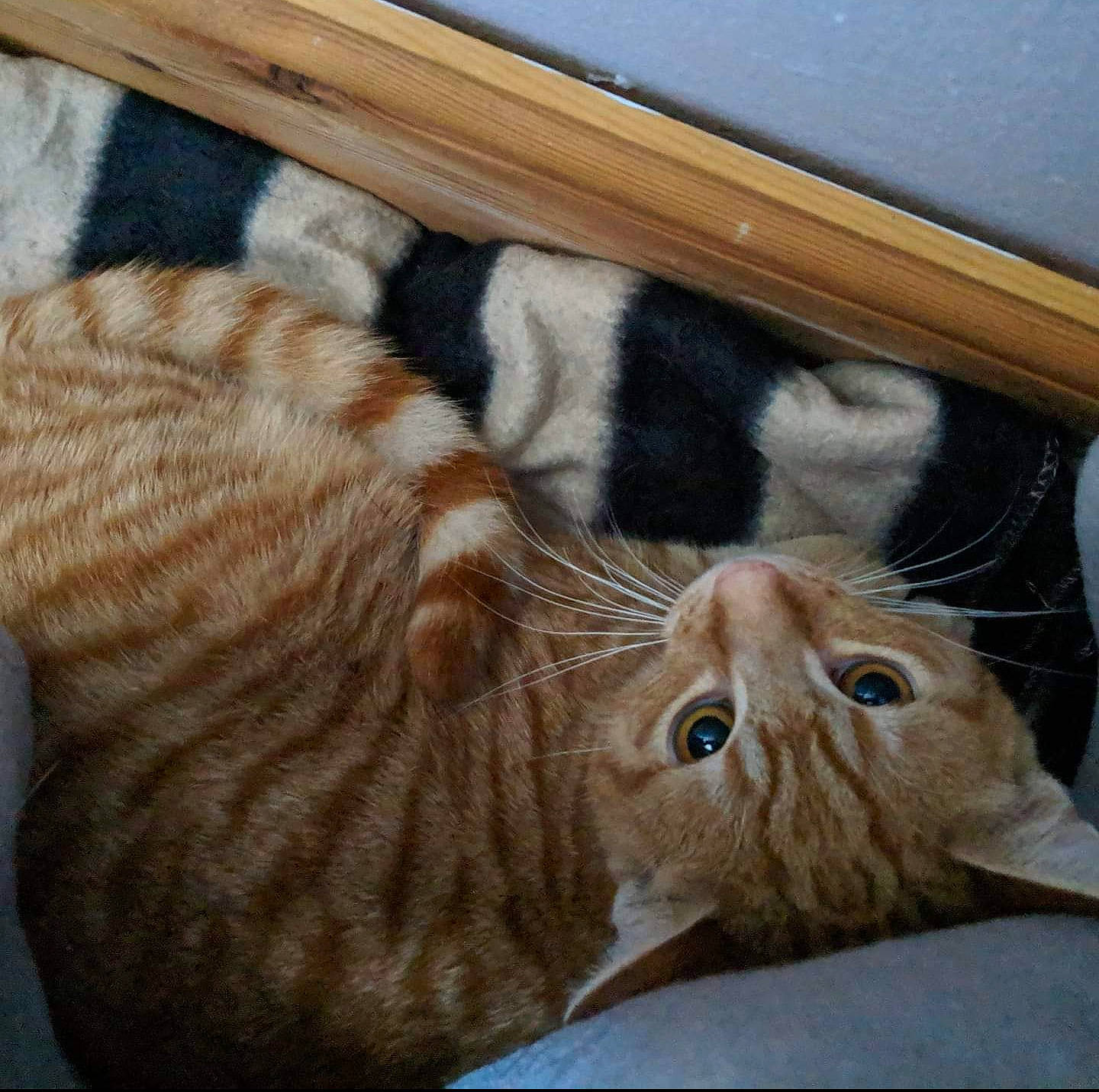 Humbug joined the competition — help win amazing prizes! carnivore, cat, claw, comfort, domestic_short_haired_cat, eye, fawn, felidae, fur, hardwood, nap, paw, sleep, small_to_medium_sized_cats, snout, tail, terrestrial_animal, whiskers, wood