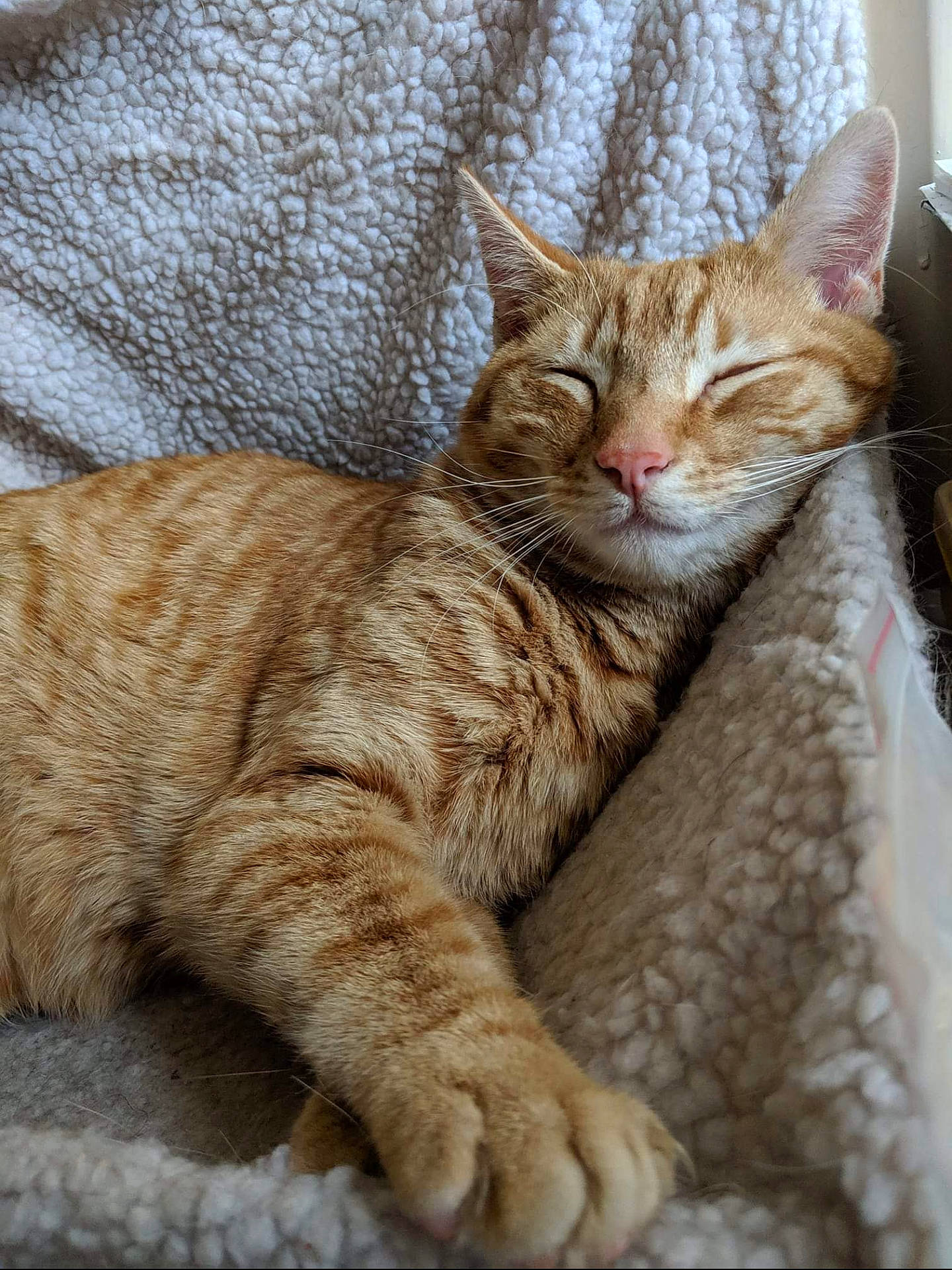 Humbug joined the competition — help win amazing prizes! carnivore, cat, claw, comfort, domestic_short_haired_cat, fawn, felidae, fur, paw, small_to_medium_sized_cats, snout, tail, terrestrial_animal, whiskers, wildlife