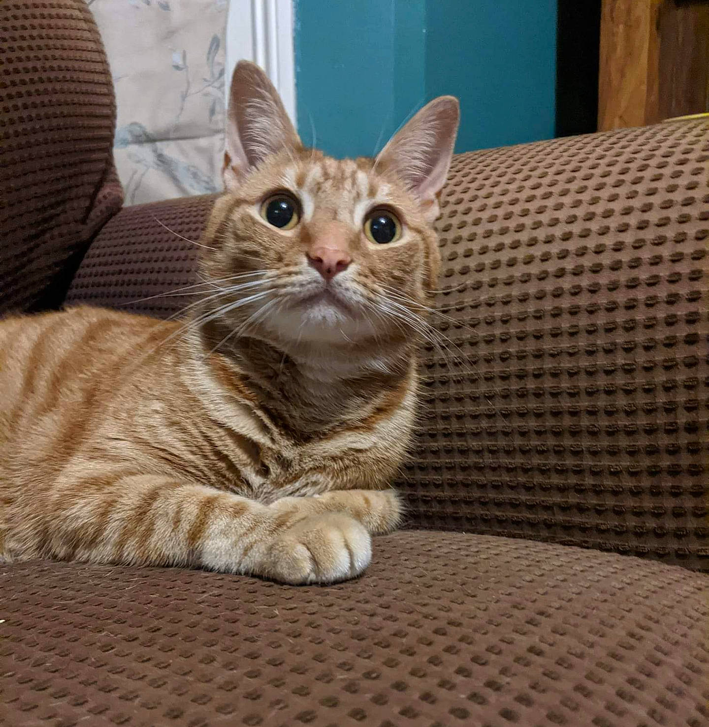 Humbug joined the competition — help win amazing prizes! carnivore, cat, cat_supply, claw, comfort, couch, domestic_short_haired_cat, felidae, fur, pattern, paw, rectangle, sitting, small_to_medium_sized_cats, snout, tail, terrestrial_animal, whiskers