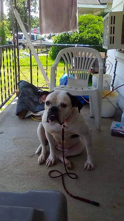 Creole joined the competition — help win amazing prizes! american_bulldog, australian_bulldog, bully_kutta, canidae, carnivore, catahoula_bulldog, companion_dog, dog, dog_breed, dogo_guatemalteco, dorset_olde_tyme_bulldogge, fawn, mammal, non_sporting_group, pit_bull, sporting_group, tail, vertebrate