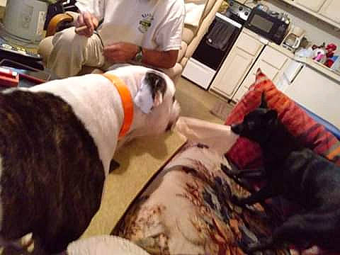 Creole is registered to the contest to win money with this photo: american_bulldog, american_pit_bull_terrier, bulldog, canidae, carnivore, companion_dog, dog, dog_breed, non_sporting_group, old_english_bulldog, olde_english_bulldogge, pit_bull