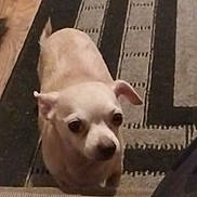Hercules is registered to the contest to win money with this photo: dog, puppy, small_dog, light_colored, indoor, rug, carpet, patterned_rug, curious, looking_up, pet, animal, floor, wood_floor, camouflage_pants, leg, domestic, companion, cute, waiting