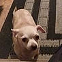 dog, puppy, small_dog, light_colored, indoor, rug, carpet, patterned_rug, curious, looking_up, pet, animal, floor, wood_floor, camouflage_pants, leg, domestic, companion, cute, waiting
