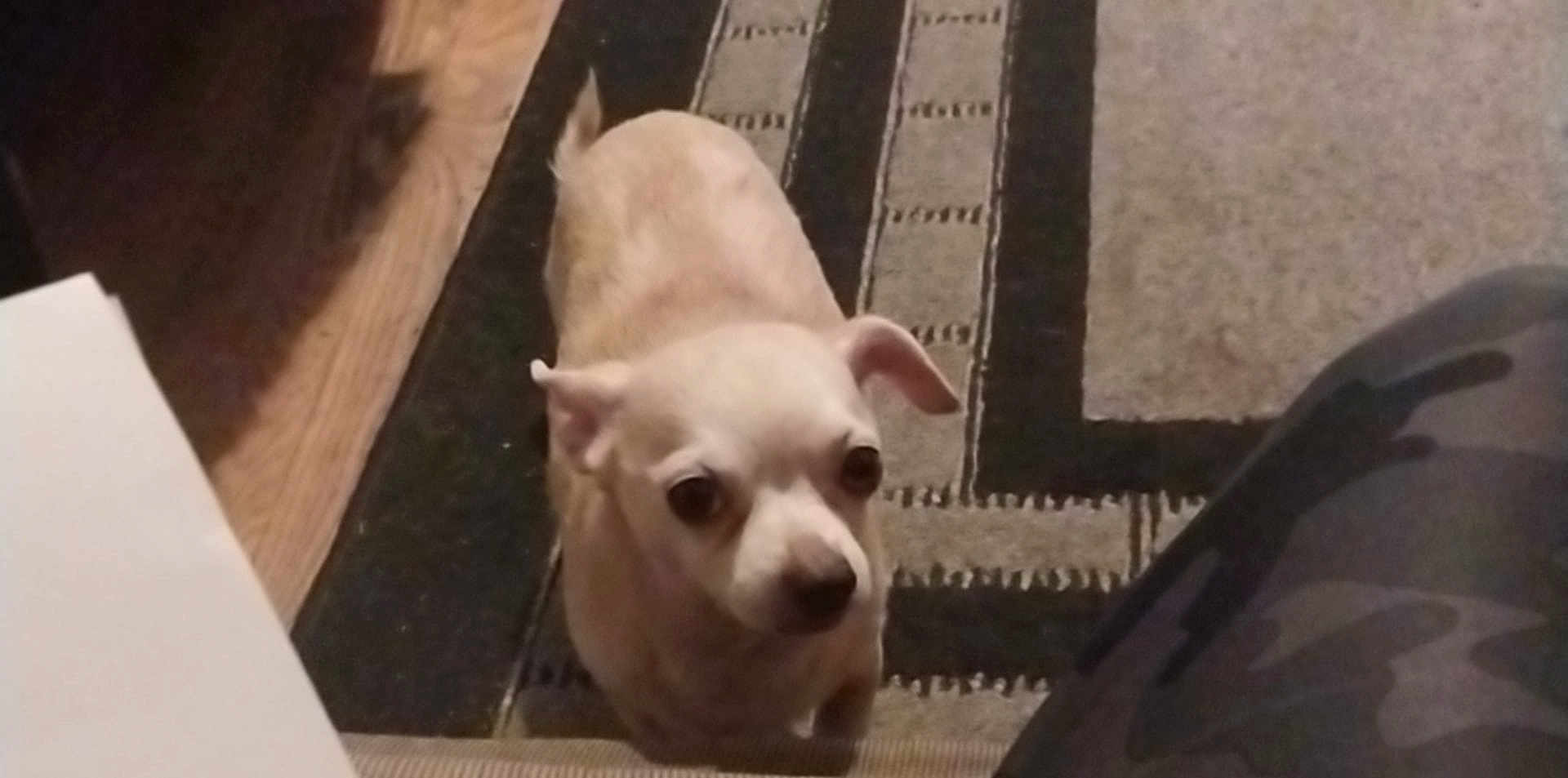 Hercules is registered to the contest to win money with this photo: dog, puppy, small_dog, light_colored, indoor, rug, carpet, patterned_rug, curious, looking_up, pet, animal, floor, wood_floor, camouflage_pants, leg, domestic, companion, cute, waiting