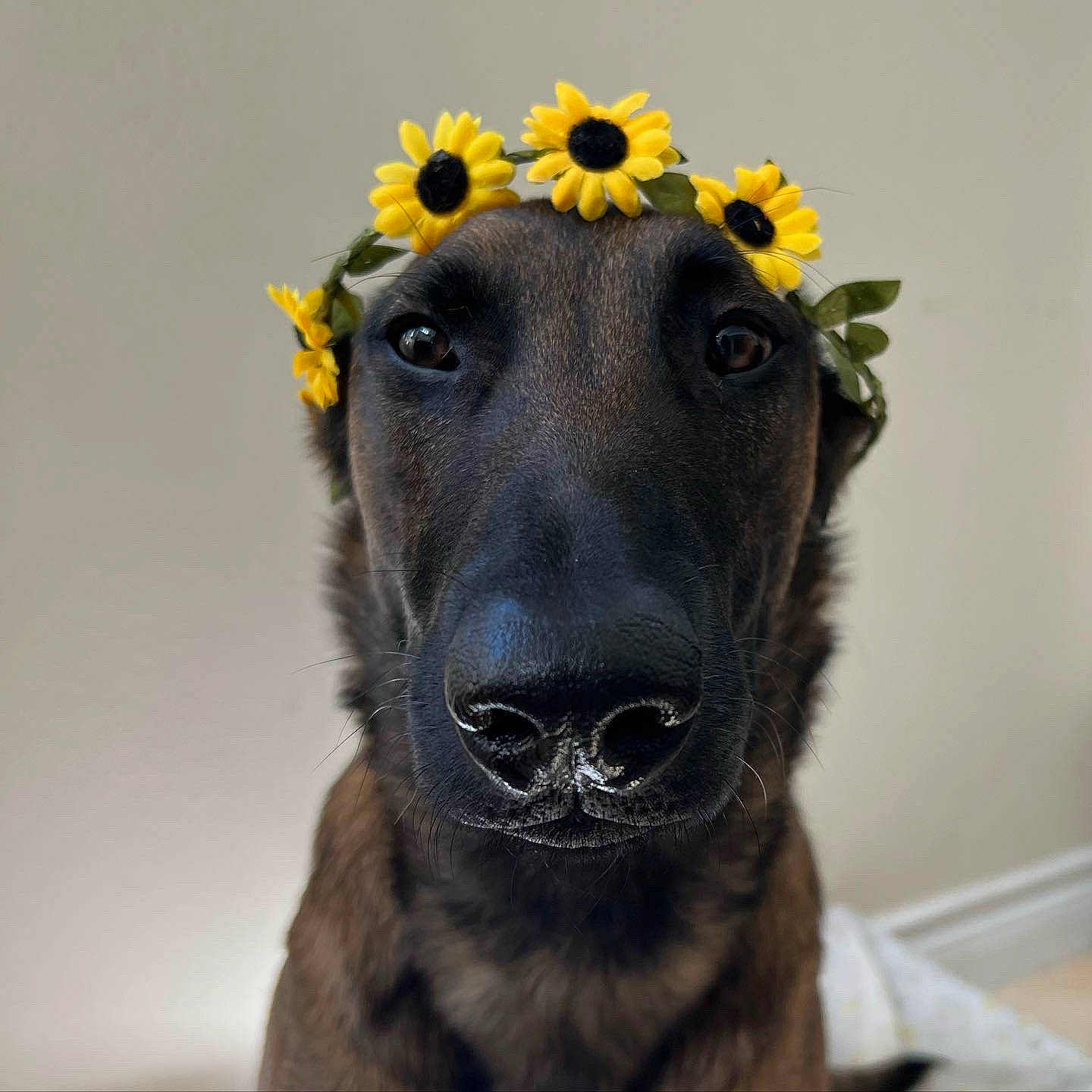 Koa is registered to the contest to win money with this photo: canidae, carnivore, collar, companion_dog, dog, dog_breed, dog_collar, door, electric_blue, fashion_accessory, fawn, flower, fur, plant, snout, sporting_group, terrestrial_animal, whiskers, working_animal, working_dog