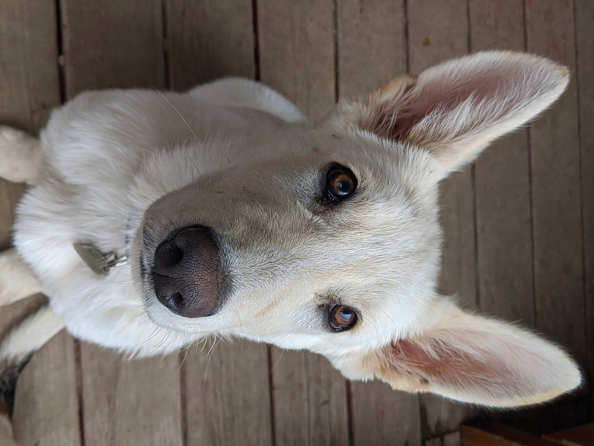 Casper joined the competition — help win amazing prizes! canidae, carnivore, collar, companion_dog, dog, dog_breed, ear, fawn, fur, head, jaw, non_sporting_group, paw, snout, sporting_group, tail, terrestrial_animal, whiskers, wood, working_animal