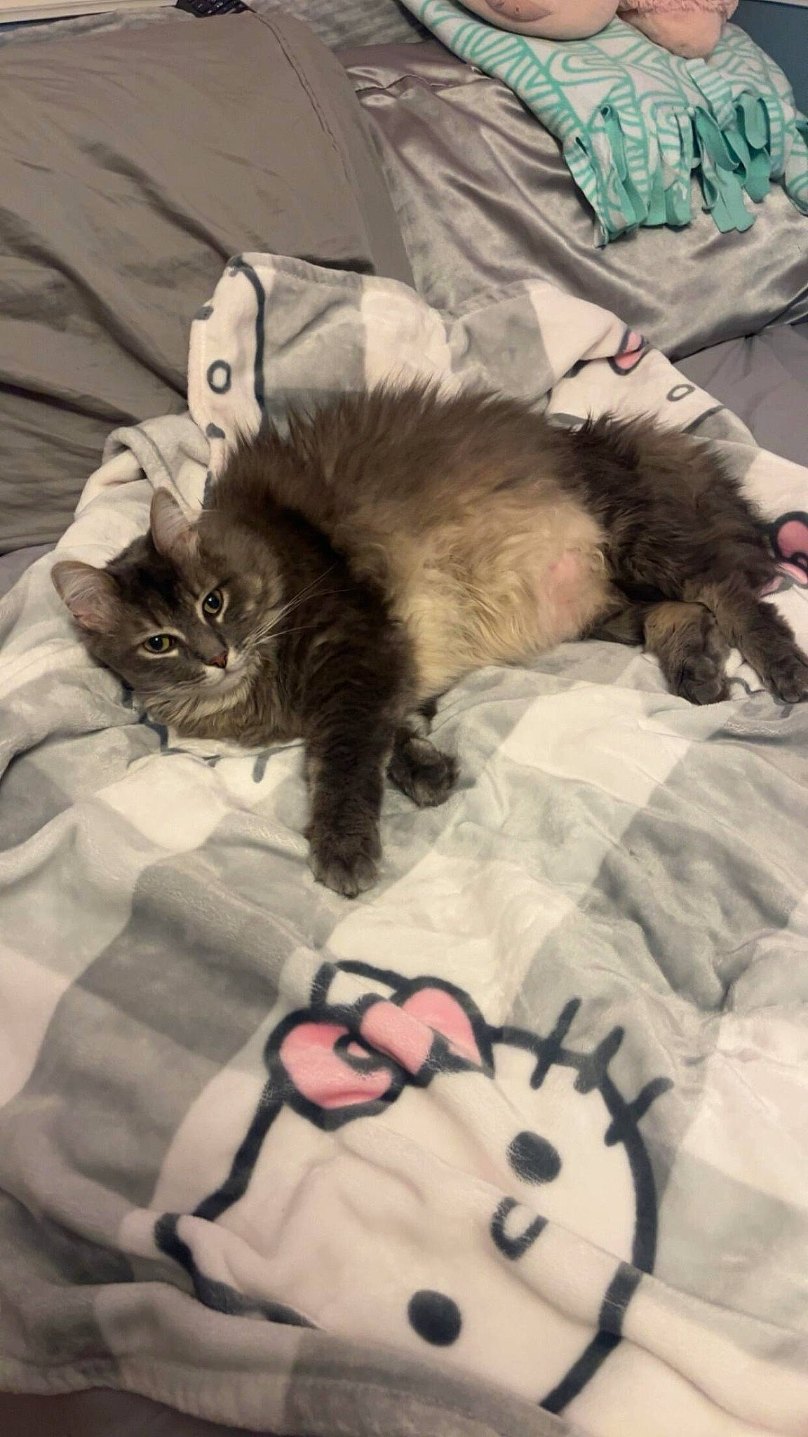 Snuggles is registered to the contest to win money with this photo: bed, bed_sheet, bedding, canidae, carnivore, cat, comfort, companion_dog, duvet, felidae, fur, linens, nap, pattern, paw, sleeve, small_to_medium_sized_cats, tail, textile, whiskers
