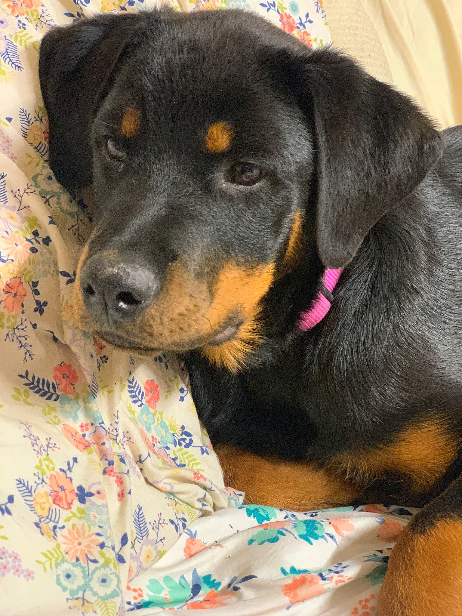 Ultra is registered to the contest to win money with this photo: canidae, carnivore, collar, comfort, companion_dog, dog, dog_breed, dog_supply, fur, guard_dog, hunting_dog, liver, pet_supply, rottweiler, snout, sporting_group, terrestrial_animal, whiskers, working_animal, working_dog