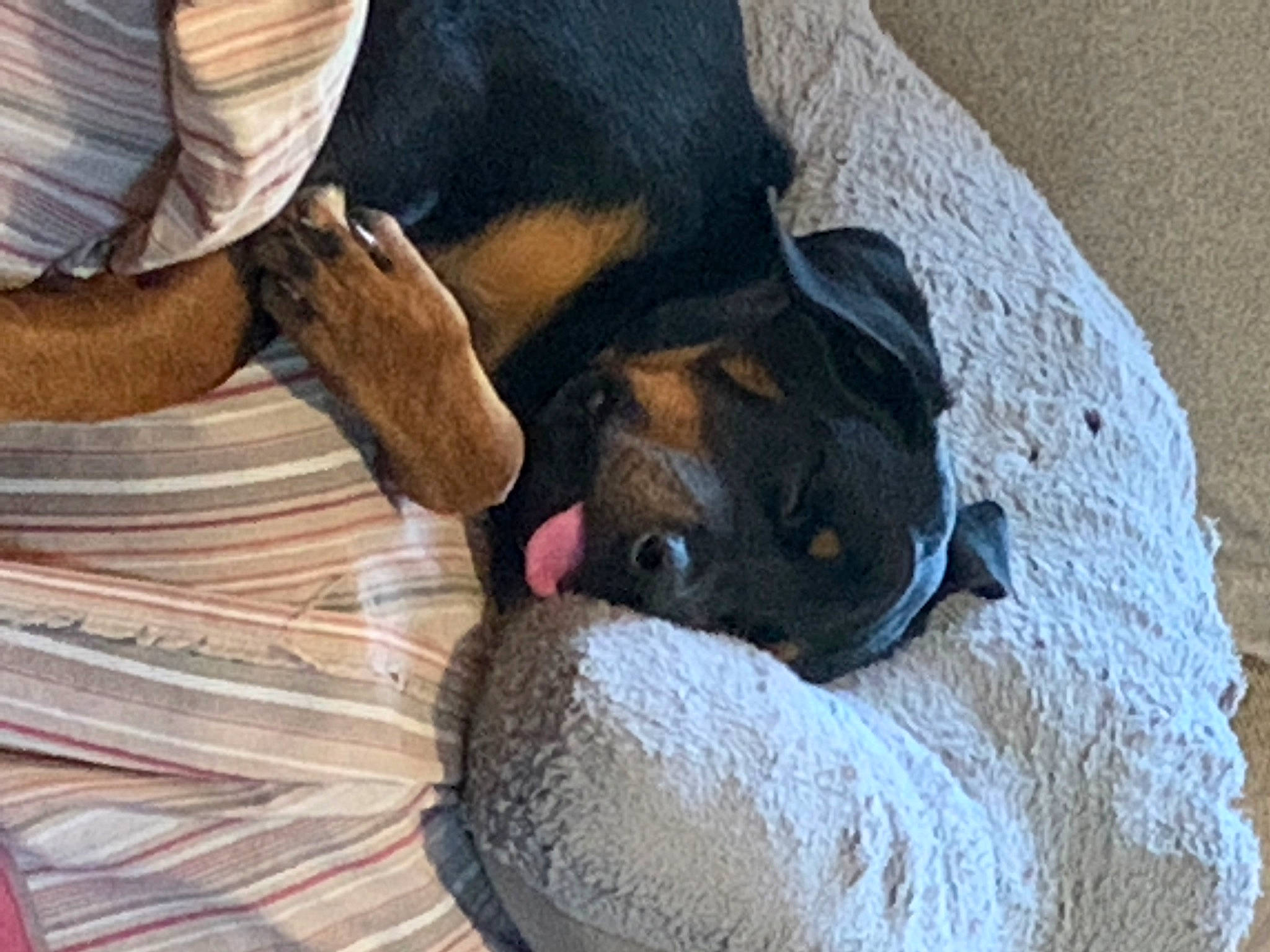 Ultra joined the competition — help win amazing prizes! canidae, carnivore, comfort, companion_dog, dog, dog_breed, fawn, flooring, fur, guard_dog, nap, paw, snout, sporting_group, terrestrial_animal, toy_dog, wood, working_animal, working_dog, wrinkle