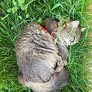 étoile a rejoint le concours — aidez-le/la à gagner de superbes lots ! cat, gray_cat, sleeping, grass, outdoor, nature, collar, pet, fur, animal, cute, resting, greenery, peaceful, fluffy, closeup, wildlife, relaxation, domestic_cat, mammal