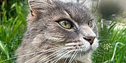 étoile participe au concours pour gagner de l'argent avec cette photo : cat, close_up, gray_cat, green_eyes, whiskers, fur, outdoor, grass, wildflowers, nature, animal, pet, mammal, portrait, face, ear, nose, feline, serene