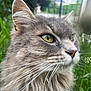 cat, close_up, gray_cat, green_eyes, whiskers, fur, outdoor, grass, wildflowers, nature, animal, pet, mammal, portrait, face, ear, nose, feline, serene