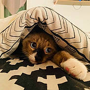 Saphyr a rejoint le concours — aidez-le/la à gagner de superbes lots ! animal, bedspread, black, blanket, blue_eyes, brown, cat, closeup, cozy, curious, cute, feline, fur, indoor, pattern, paw, pet, resting, whiskers, white