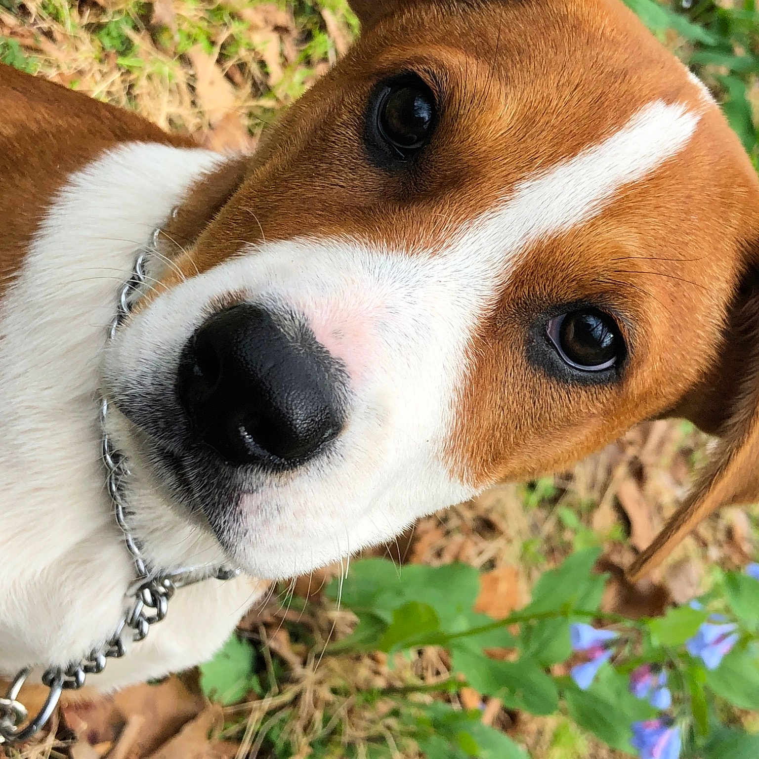 Percy