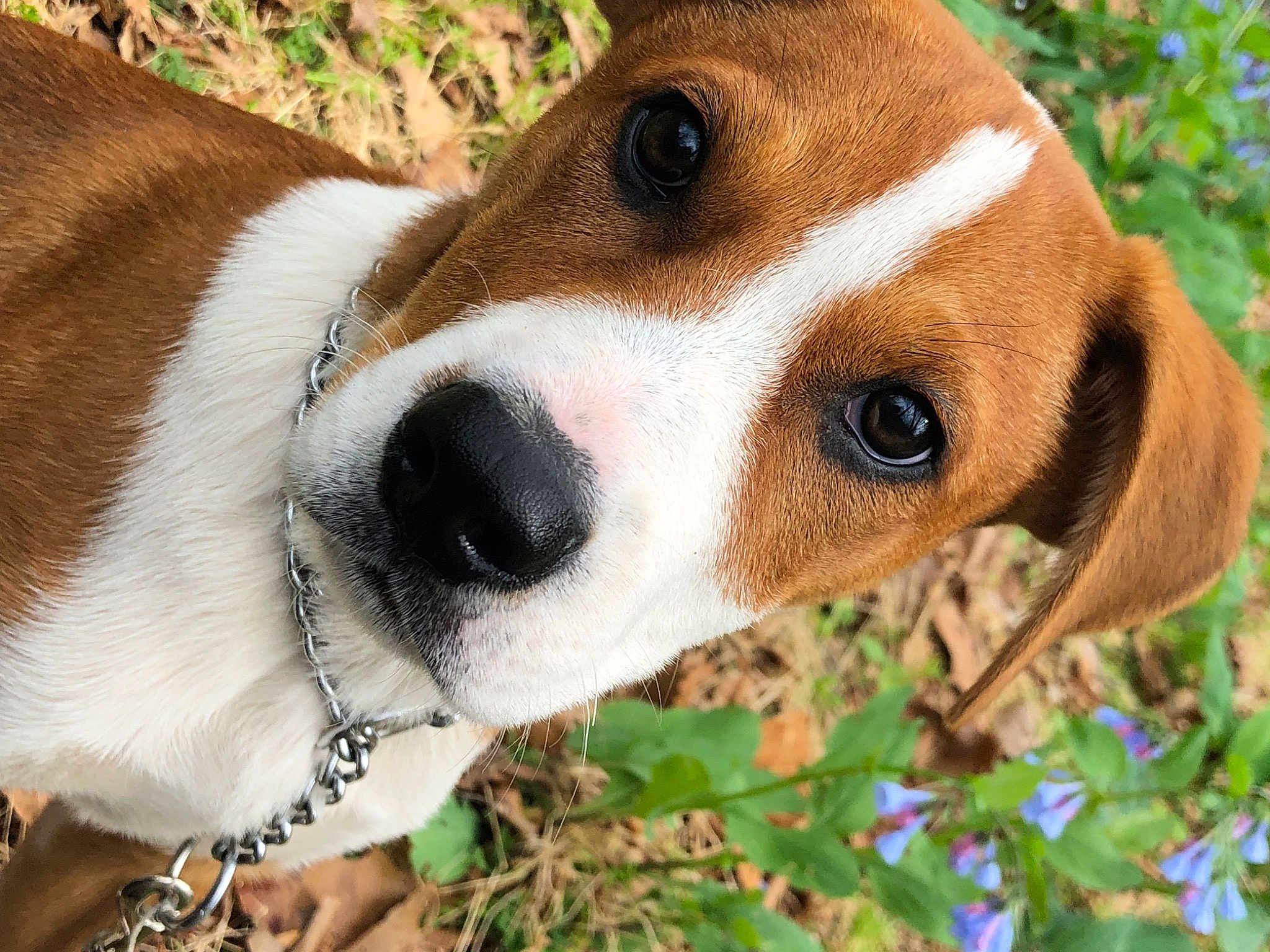 Percy