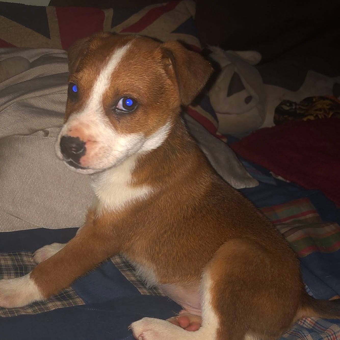 Percy joined the competition — help win amazing prizes! canidae, carnivore, companion_dog, dog, dog_breed, fawn, fur, irishjacks, non_sporting_group, paw, snout, sporting_group, terrestrial_animal, toy_dog, whiskers, working_animal